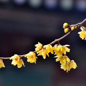 也拍一片腊梅花