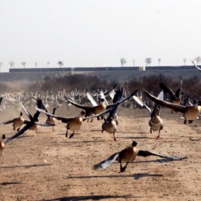 “大雁运动会”