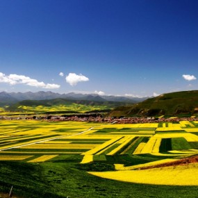 跨越祁连,夏日的游荡---油菜花,草原,丹霞