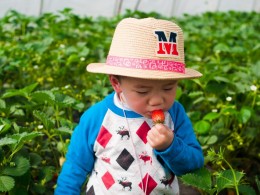 帅儿子  摘草莓 2月前拍的