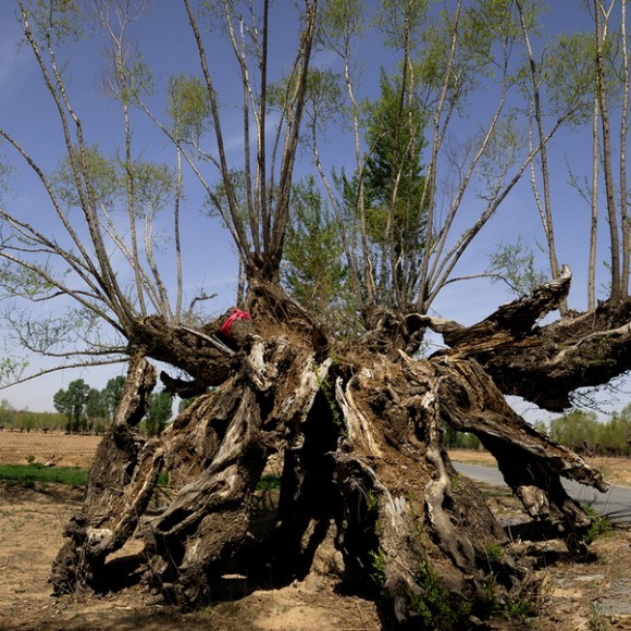 笑看人间一千年----毛头古柳