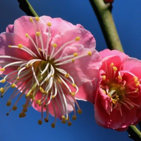2016南京梅花山庄赏梅花