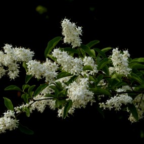 西安植物园试镜