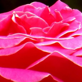 五月的月季花开也好看