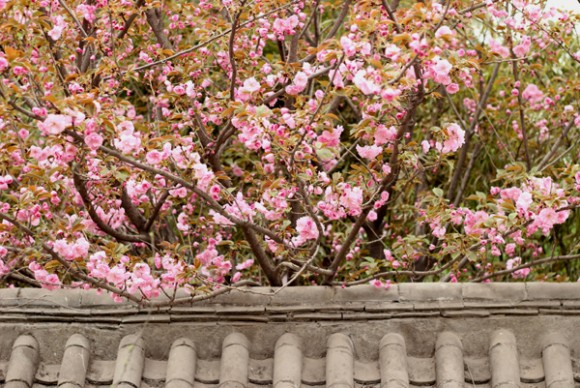 櫻花盛開的季節