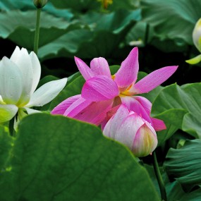 犹抱琵琶半遮面