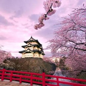 日本有800种美，为什么只盯着苍井空？