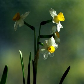 中国水仙---玉玲珑