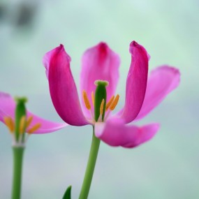 美丽的郁金香花