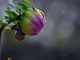 小蜗牛漫游花世界