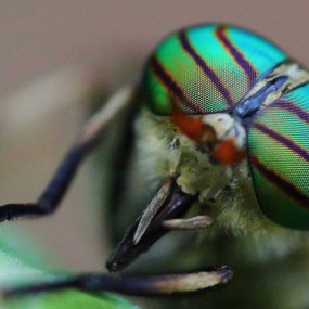 复眼是怎样练成的