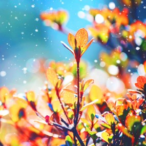 生动的花草和树木的世界 Nikki自然摄影欣赏