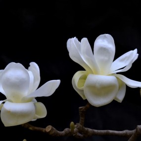 2013年西安玉兰花（植物园）1