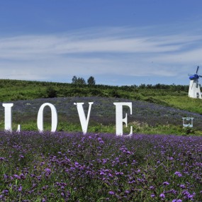 西安的薰衣草庄园