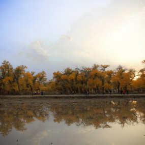 之前拍的一组胡杨林，分享一下