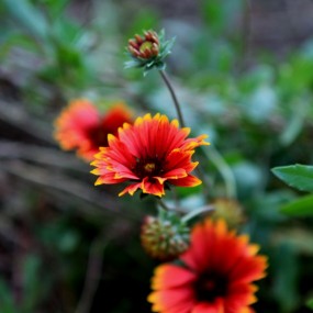 老袁习作（11）