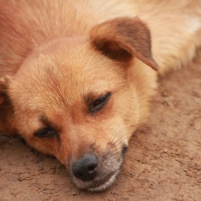 好凉快！懒得理你!