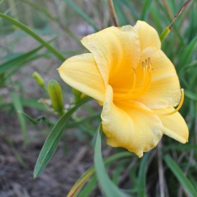 随手拍朵黄花花