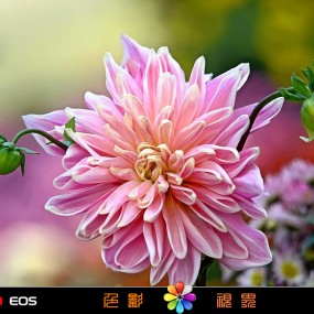 【色影视界】━━ 上一组菊花