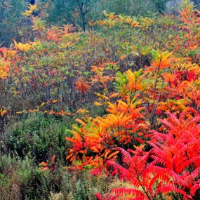 湿地公园拍红叶
