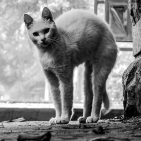 西工大的猫，不安静的躲在这里