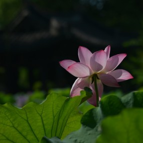 绍兴沈园的荷花