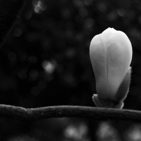 (黑白片)、、、、、、白玉兰花