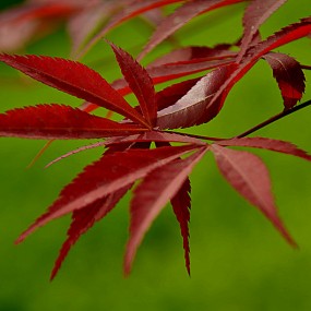 路边一组花草杂拍。万像更新2012，4.20