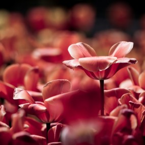 呼之“郁”出 （植物园郁金香）