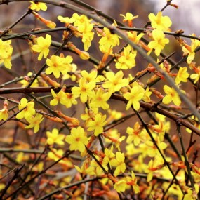 又是一年春来到