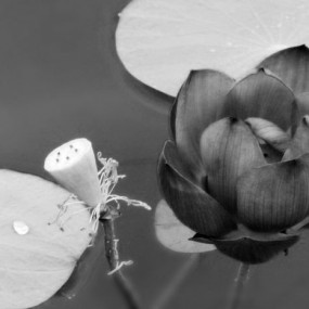 野鸭子，狗，败莲