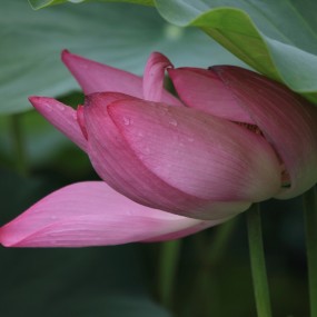 清水头荷花开了