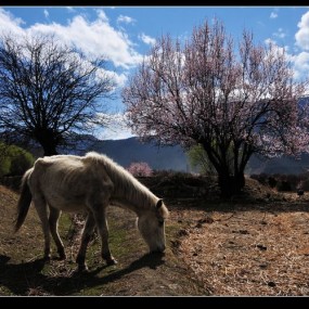 西藏林芝寻芳 在那桃花盛开的秘境