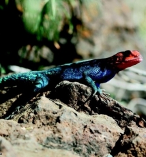 罗红本色：摄影偏执狂