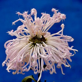 植物园室内菊花展