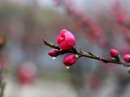 待绽红莓