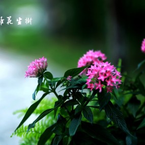杂花生树
