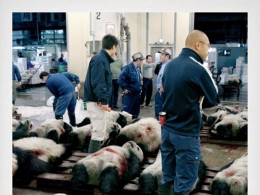 全球海洋(守护)保育协会