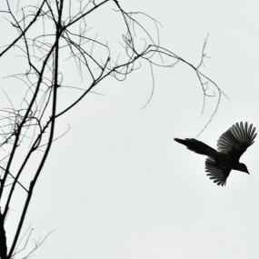 枯树与飞鸟(漓江秋雨拍摄)
