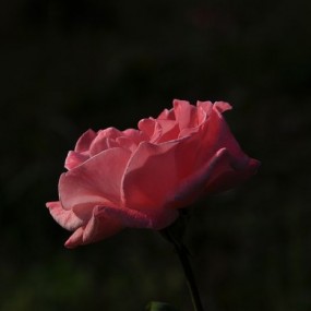 玫瑰 玫瑰我爱你