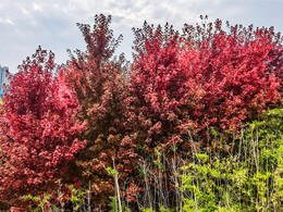 雁南公园秋色正浓