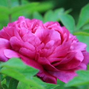 富贵牡丹任尔赏