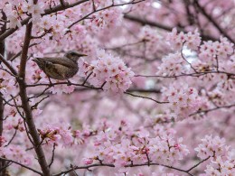 日本樱花秘境之旅，樱你而来