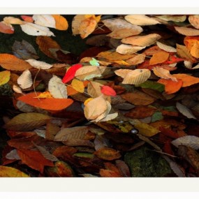 秋色、秋水、秋醉！