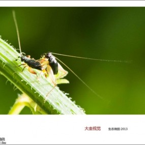 2013夏虫贴
