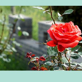 【习 拍】唯 有 此 花 四 季 红 ---月 季