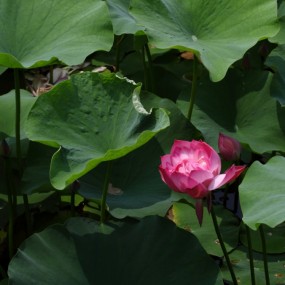 荷趣，请点评。