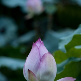 荷风-航海王基德