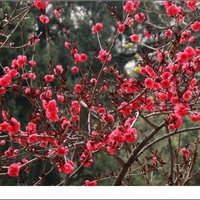 交大樱花祭上也拍花
