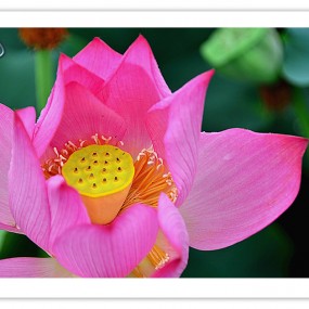 环山路拍荷花。万像更新。2012.7.7